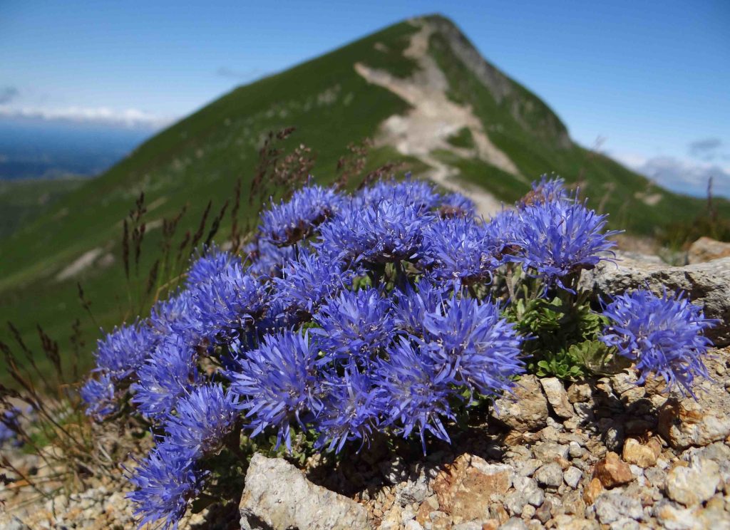 Jasione crêpue d'Auvergne