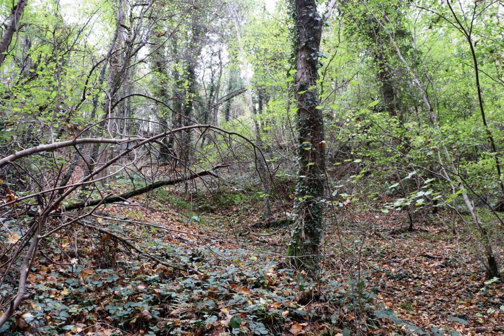 Forêt de châtaigniers