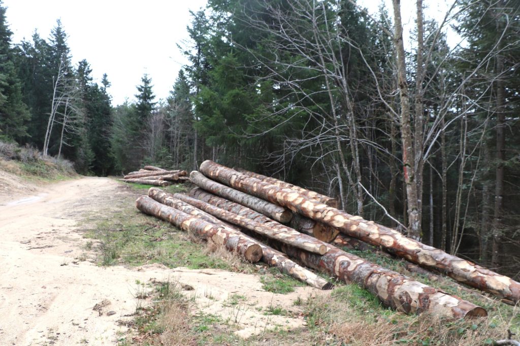 Grumes de sapin le long d'un chemin forestier