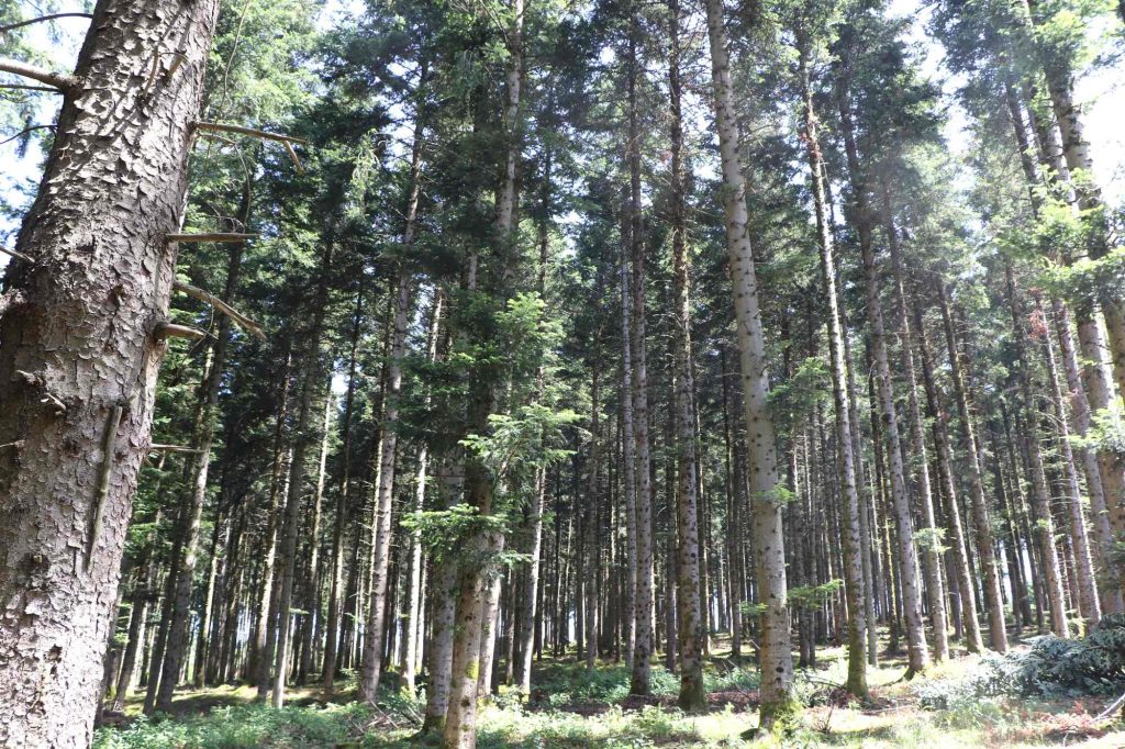 forêt de pins