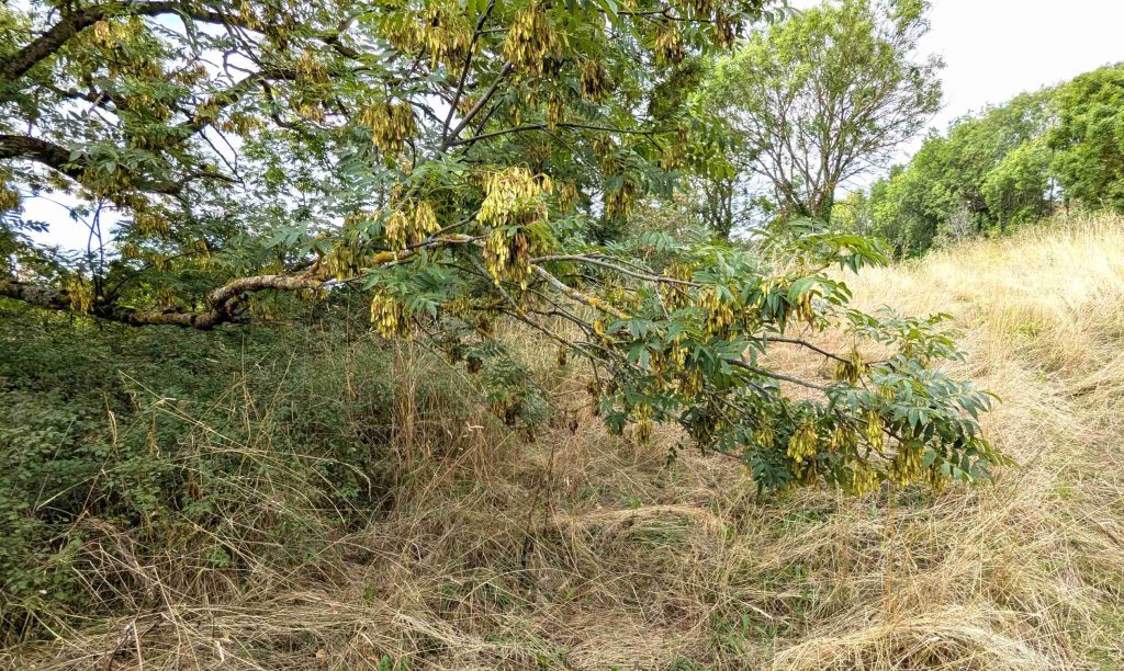 Un frêne au bord d'un chemin