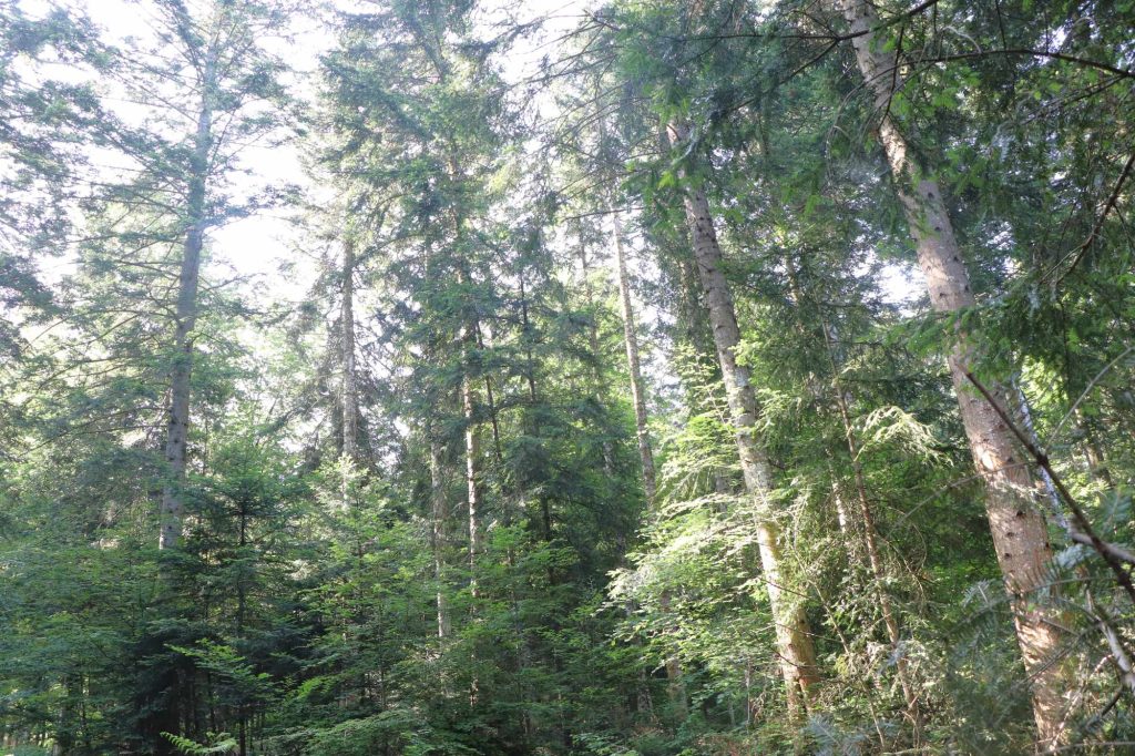 Forêt de pins dans le Livradois