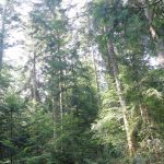 Forêt de pins dans le Livradois