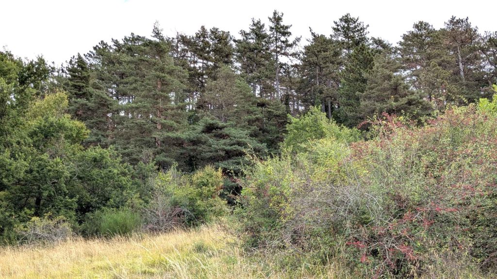 Bosquet de pins
