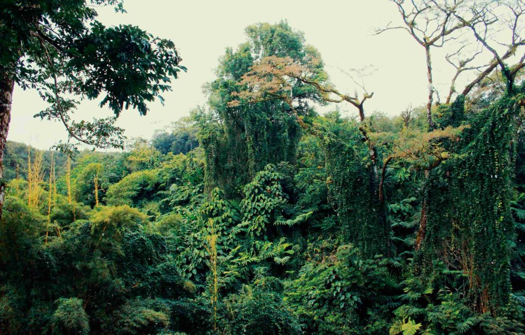 Forêt tropicale dense