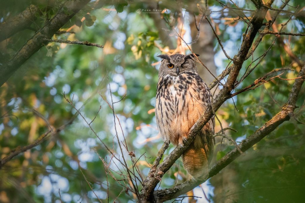 Grand Duc par Vincent Amaridon