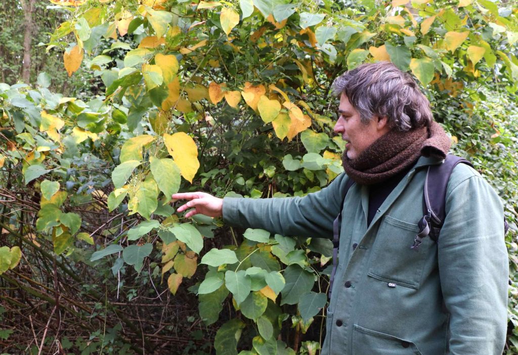 Vincent Amaridon avec renouée du Japon