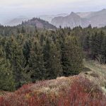 Résineux sous la neige vers les roche Tuilière et Sanadoire