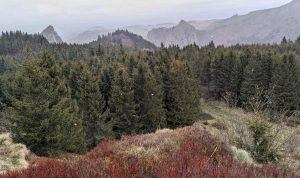 Résineux sous la neige vers les roche Tuilière et Sanadoire
