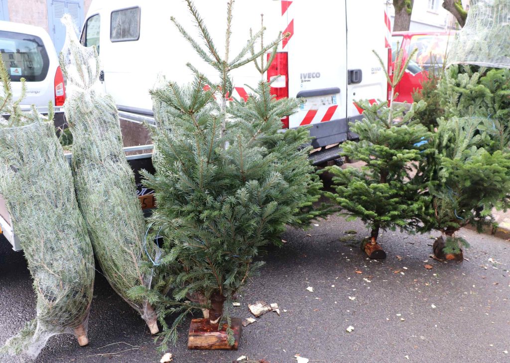 Sapins vendus par Benoît