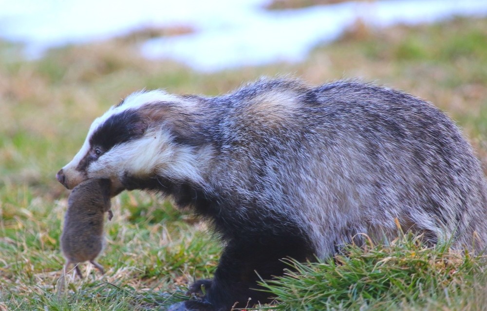 Blaireau avec un rat-taupier