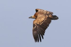 Vautour dans le Sancy