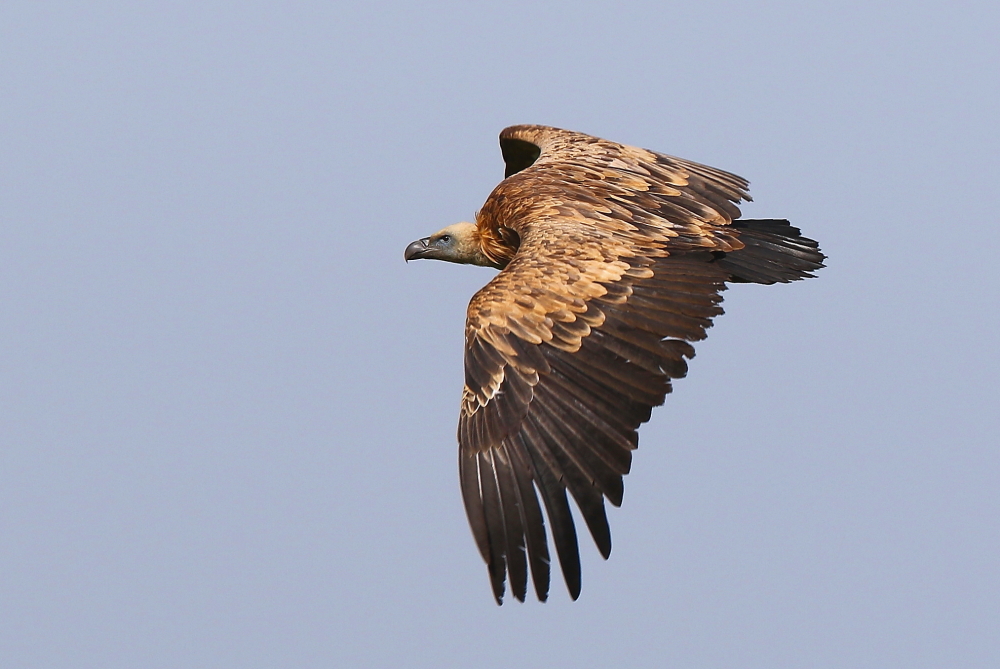 Vautour dans le Sancy