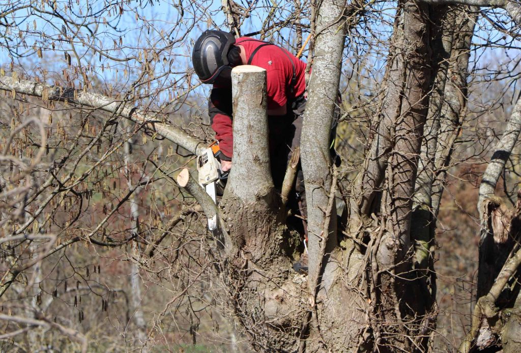 Gros plan sur la taille de la trogne
