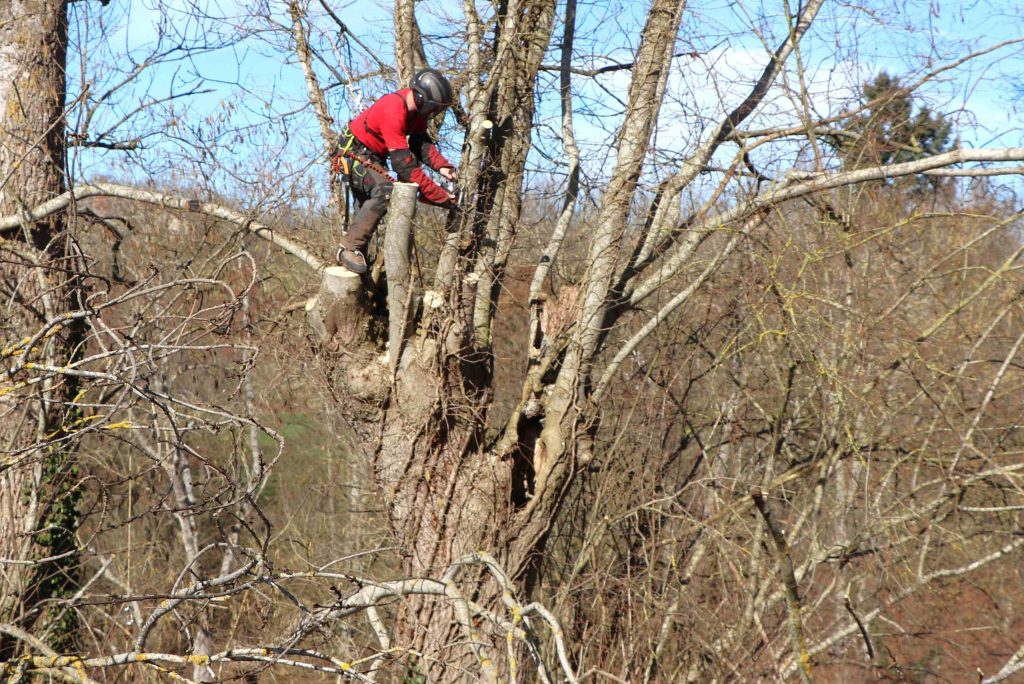 Trognes arboriste une