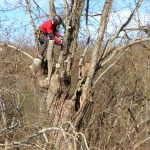 Trognes arboriste une