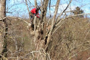 Trognes arboriste une