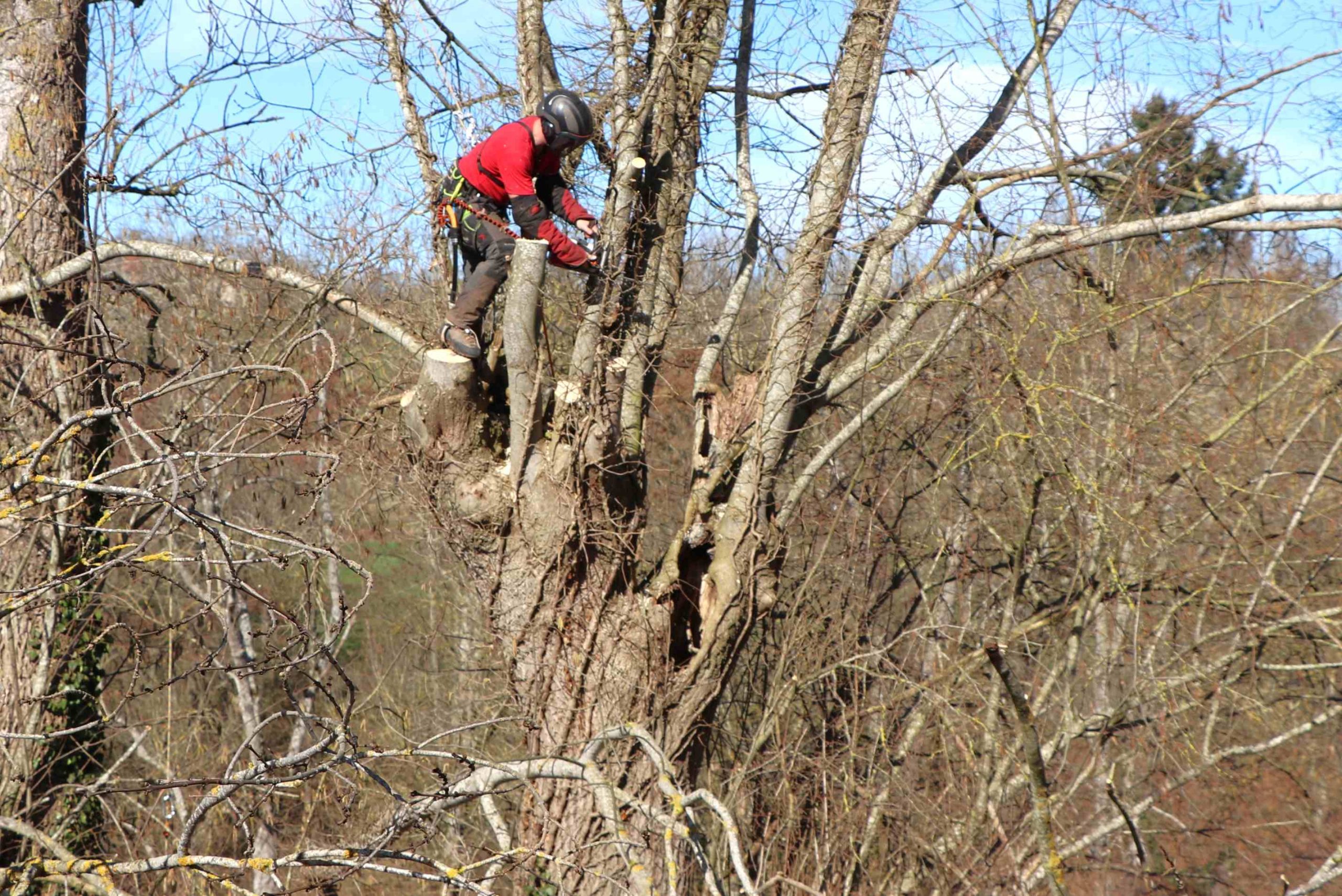 Trognes arboriste une