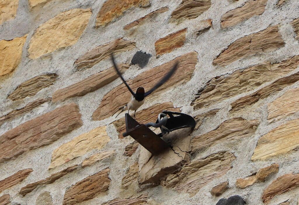 Une hirondelle rustique prenant son envol