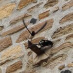 Une hirondelle rustique prenant son envol